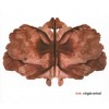 IRM "Virgin mind" 2x cd
